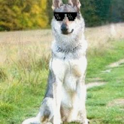 dogecz