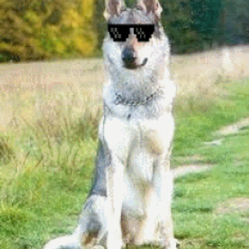 dogecz