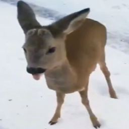 Luxyr