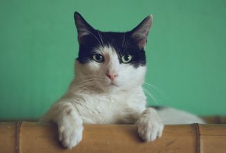 Nová aplikace Cats Lock chrání Mac před kočkami