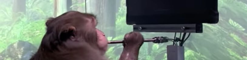 Proč je opice hrající Pong díky mozkovému implantátu velká věc