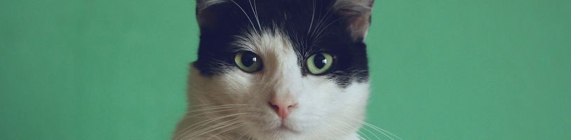 Nová aplikace Cats Lock chrání Mac před kočkami