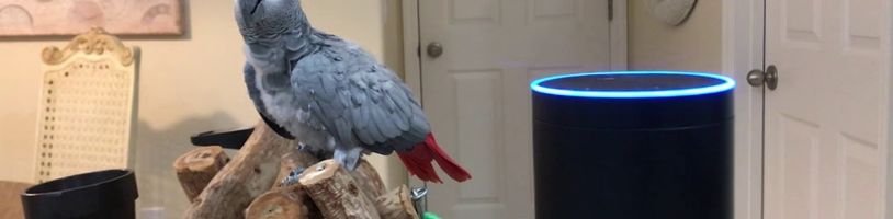 Papoušek mluví s Alexou. Na Google Home si nezvykl