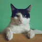 Nová aplikace Cats Lock chrání Mac před kočkami