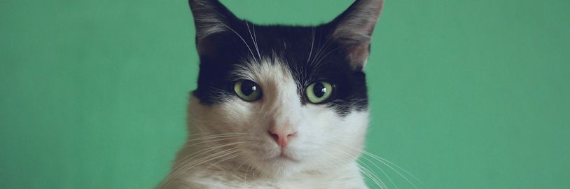 Nová aplikace Cats Lock chrání Mac před kočkami